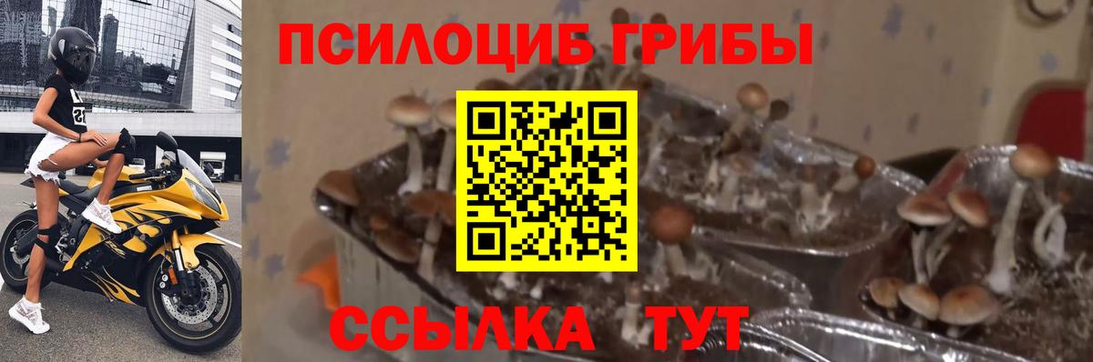 Галлюциногенные грибы MAGIC MUSHROOMS Истра